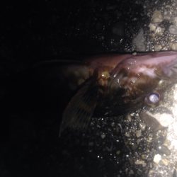 ロックフィッシュ