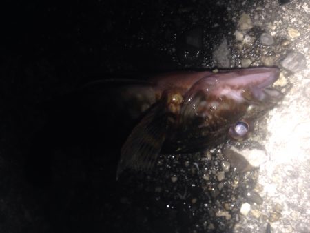 ロックフィッシュ