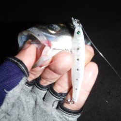 セイゴラッシュ!!