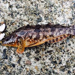 蒲井にてエサ釣り