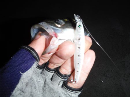 セイゴラッシュ!!