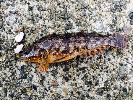 蒲井にてエサ釣り