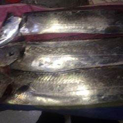 絶好調  太刀魚