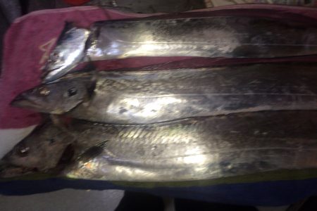 絶好調  太刀魚