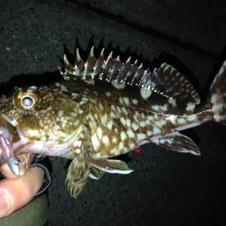 連日のアジング