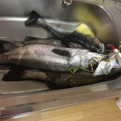 コノシロパターン