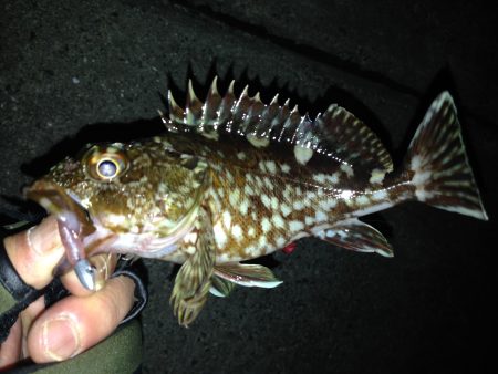 連日のアジング