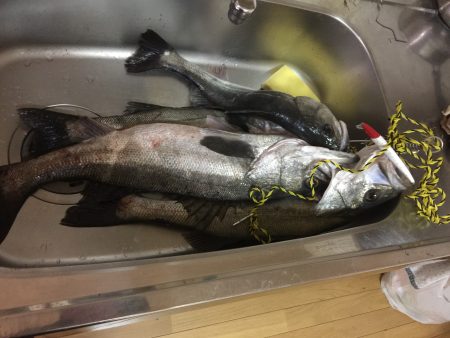 コノシロパターン