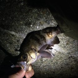 メバル狙い、風裏を探して