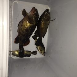 初めての潮見ふ頭と小松ふ頭！アジングのはずがメバルとガシラ