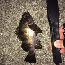 メバリングからのタチウオ