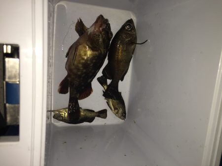 初めての潮見ふ頭と小松ふ頭！アジングのはずがメバルとガシラ