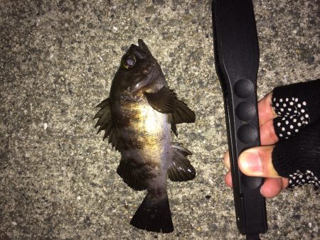 メバリングからのタチウオ