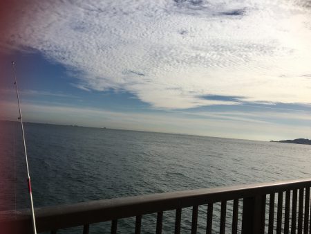 サヨリ釣り楽しいー!