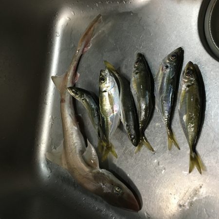 アジングの珍客