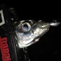 今宵もアジング