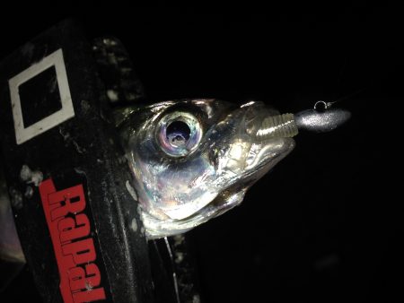 今宵もアジング