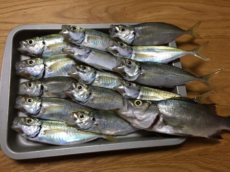 いつものポイントで