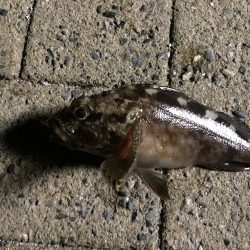 狙いはアジだったけれど