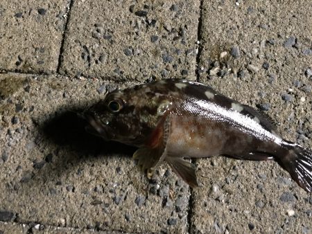 狙いはアジだったけれど