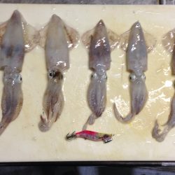 連日のヒイカエギング‼︎