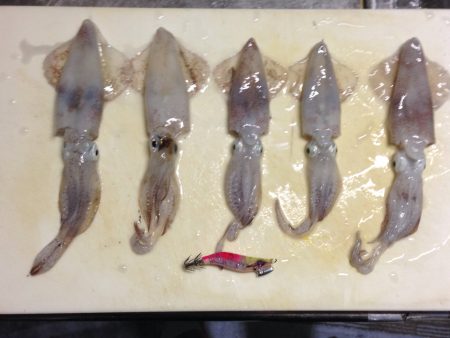 連日のヒイカエギング‼︎