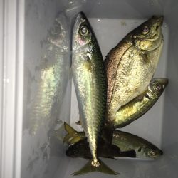 アジングでまさかのデカサバ