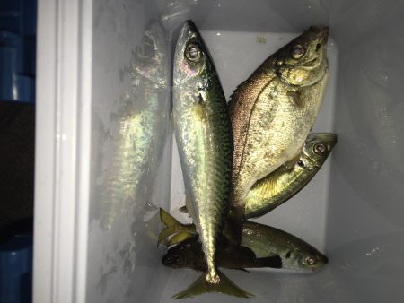 アジングでまさかのデカサバ