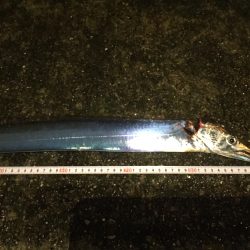 タチウオの雨練