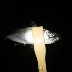 アジング時々タチウオ