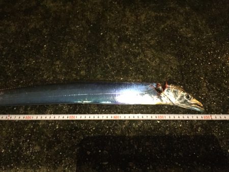 タチウオの雨練