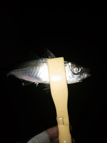 アジング時々タチウオ