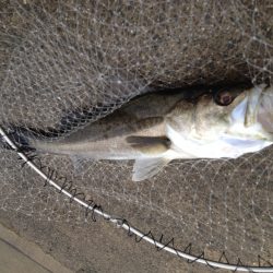 武庫一不発、地元でリベンジ