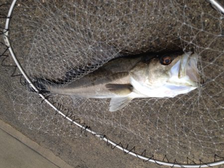 武庫一不発、地元でリベンジ