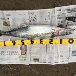 泉南青物ゲーム