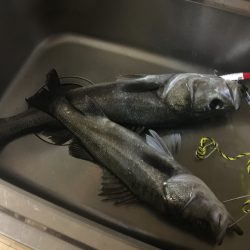 シーバス入れ食い