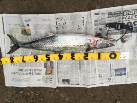 泉南青物ゲーム