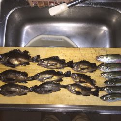 連夜メバリング