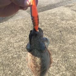 今日もエギング