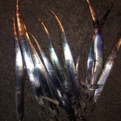 今日はパールホワイトが強し