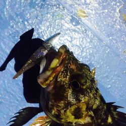 ルアーショート便でガッシー