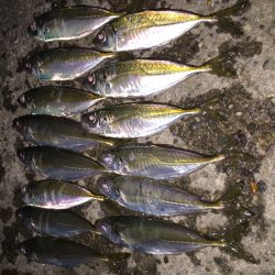 強風・逆風パターンのアジング