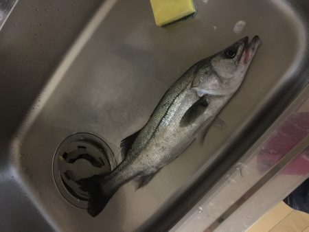 シーバス大漁