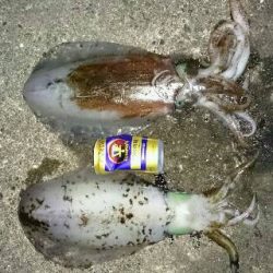 moonパワーむなしく