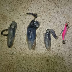 ライトエギング。