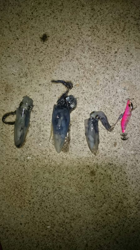 ライトエギング。