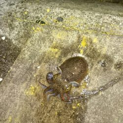 ライトエギング！