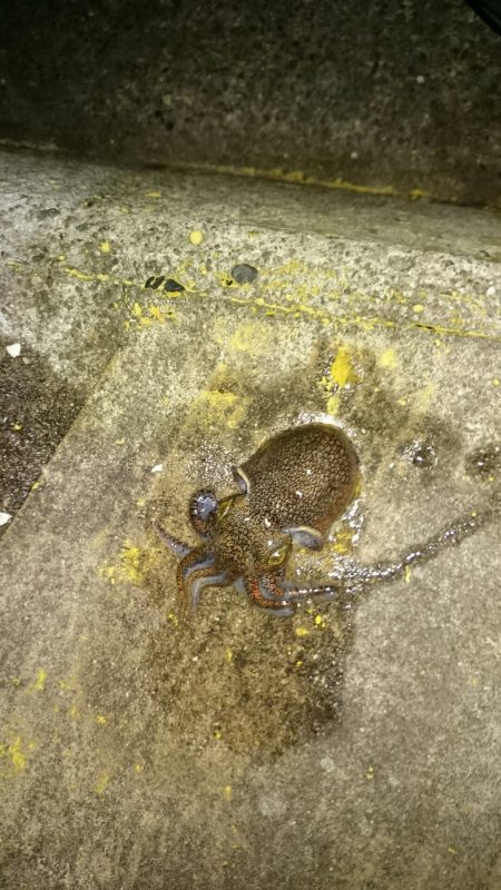 ライトエギング！