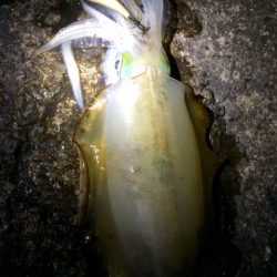 まだまだ？紀北エギング