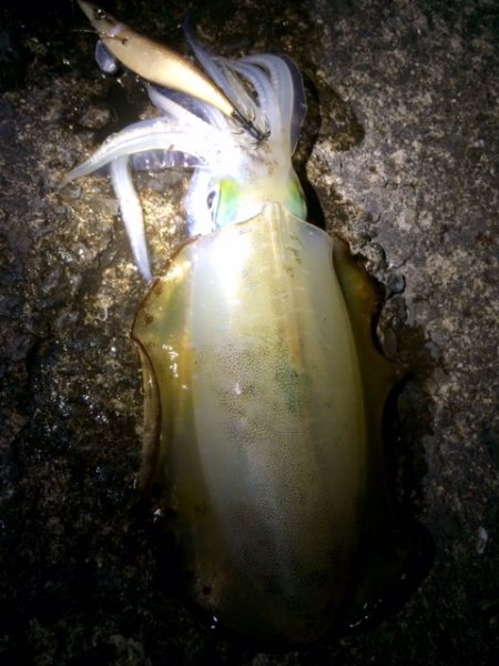 まだまだ？紀北エギング